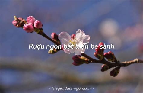 Rượu ngon bất luận be sành .